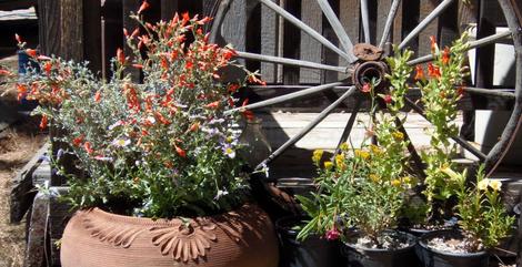 Here is one of those hose roll up pots with about 5 plants stuffed into it. In pot is Zaischneria, Margaita BOP, Wayne Roderick, outside is Dipalcus longiflorus, Bert's Raspberry, Isocoma, and Mimulus cardinalis. - grid24_12