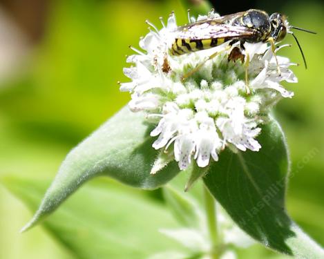 A wasp working the flowers of Pycnanthemum californicum, Mountain Mint.  - grid24_12
