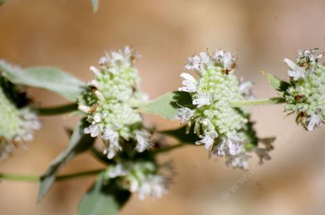 Pycnanthemum californicum, Mountain Mint's flower spike. - grid24_12