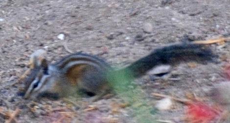 A chipmunk foraging in the back yard. - grid24_12