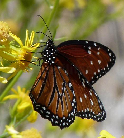 Queen Butterfly on a Butterweed. - grid24_12