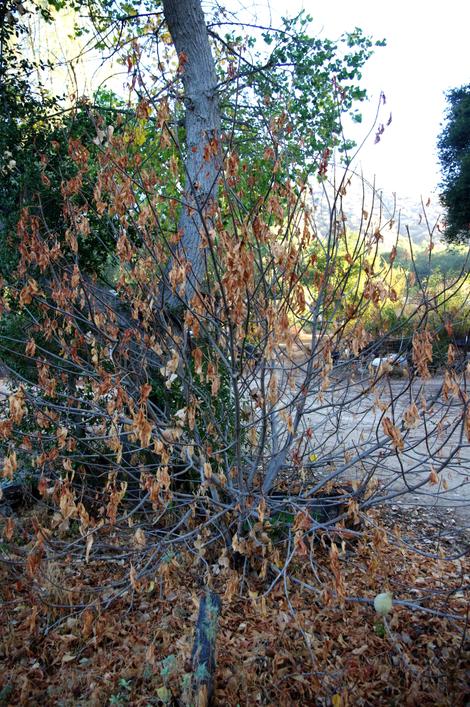 Aesculus californica, California Buckeye in the fall deciduous mode. - grid24_12