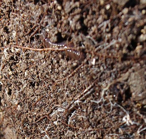 Valley Oak, Quercus lobata, roots showing saprophytes, ectomycorrhiza, a worm on the soil. - grid24_12