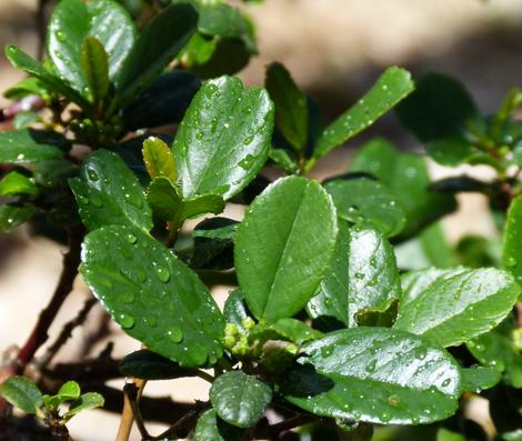Rhamnus californica Leather Leaf, Leather Leaf Coffeeberry - grid24_12