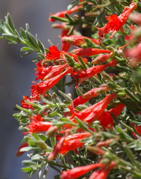 PHAT Margarita flowers. This California fuchsia is a hybrid of two plants from Southern California. This one does well in San Diego and Los Angeles. - grid24_12