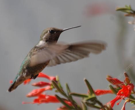 PHAT Margarita Fuchsia with an Anna Hummingbird - grid24_12