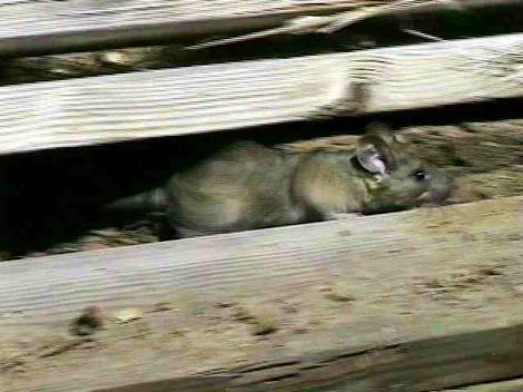 Dusky-footed Wood Rat, Neotoma fuscipes - grid24_12