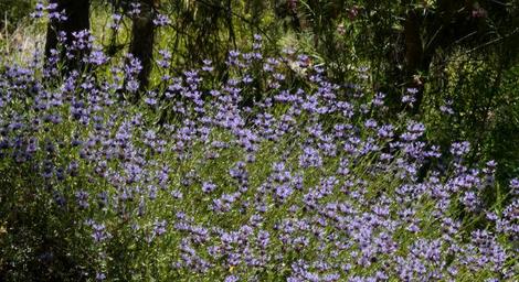 The Alpine form of Salvia clevelandii is big, fragrant and blue. Birds, hummingbirds, butterflies and insects love this plants. - grid24_12