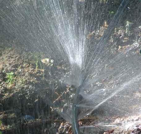 Drip tubing after a bear ate it. Gophers, squirrels and rabbits also eat it.  We do not recommend drip irrigation. Native plants would prefer the holes to drip. - grid24_12