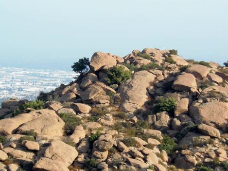 Here is a picture of the few remaining native plants above Los Angeles. The rocks are protecting the natives from the weeds and the fires that come with weeds. This area should burn every 200 years or so, not every year. Weeds can burn at any time. - grid24_12