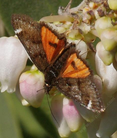 Underwing moth,  Pyrausta dapalis on Arctostaphylos Austin Griffin - grid24_12
