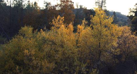 Salix fall color along the Salinas River. - grid24_12