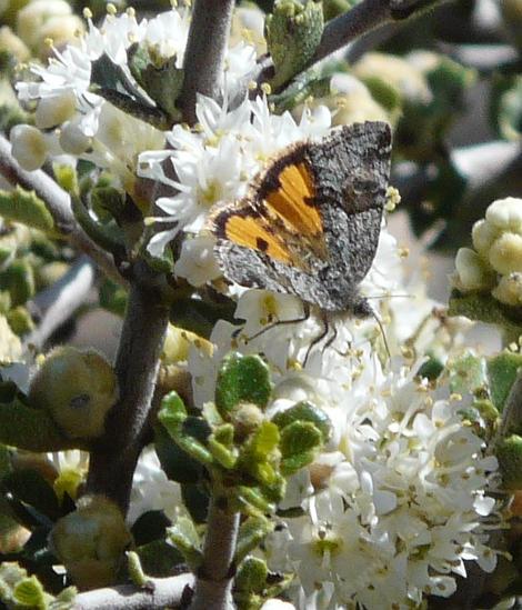 There are about 20 species of Catocala, Underwing Moths in California. I'm not sure which one is on the Ceanothus Snowball flower. The larva live on Oak trees.  - grid24_12