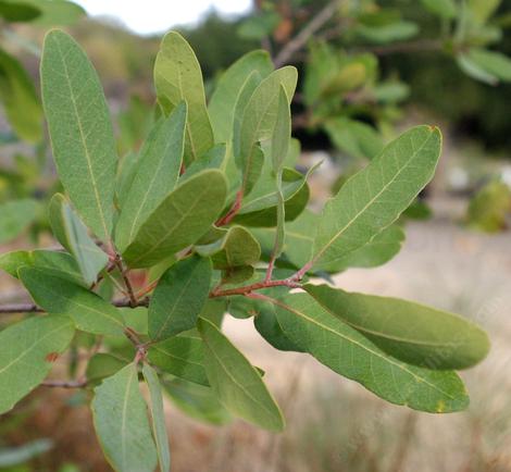 Quercus engelmanni leaves - grid24_12