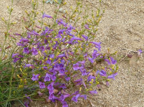 Penstemon heterophyllus  is a Foothill Penstemon. It's grows in slightly less rainfall the Penstemon heterophyllus australis. Flowers are deeper blue. - grid24_12