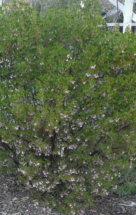 This manzanita makes a nice clean little bush - grid24_12