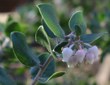 Arctostaphylos Sunset flower in December - grid24_12