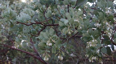 Big Berry Manzanita in flower in December. - grid24_12