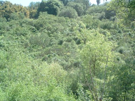 Here is one of those hillsides in Southern California that is a mix of Coastal Sage Scrub and Southern Oak Woodland. - grid24_12