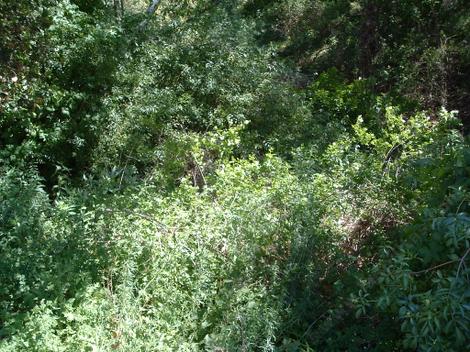 The understory of a Southern California woodland can bee Elderberry, Willows, Clematis, Lonicera, Wild Rye, even Yucca. It looks very similar if you're in Santa Barbara, Malibu or Escondio. - grid24_12