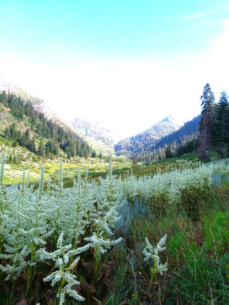 A meadow in the Southern Sierras at about 8000 around Mineral King. Not many weeds here yet. The flower spikes are Corn Lillies. - grid24_12