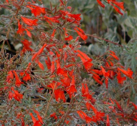 One of the reasons I think  California Fuchsia  is a Zauschneria not an Epilobium spp. is that it is more of a Circumventor than ruderal.   - grid24_12