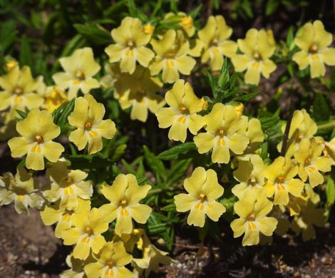 Diplacus longiflorus fits a circumventor fairly well. It shuts down at stress, comes back when it's nice, is weakly mycorrhizal, unless stressed, then it's highly mycorrhizal. It plays well with other plants in it's plant community and can live for 50 years. - grid24_12