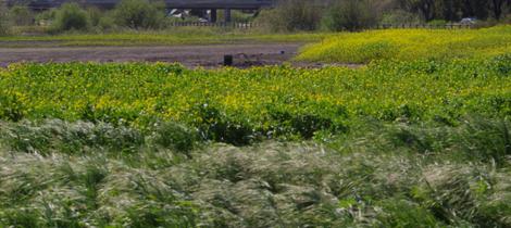 Black Mustard in a seasonally wet area around San Luis Obispo. - grid24_12