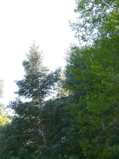 White fir and White alder together along with Canyon Live Oak and Big Cone Spruce. - grid24_12