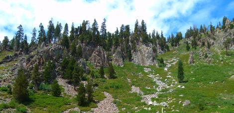 A mix of Pinus balfouriana, Pinnus contorta murrayana, Pinus monticola and Juniperus occidentalis. God knows which pine is which. - grid24_12