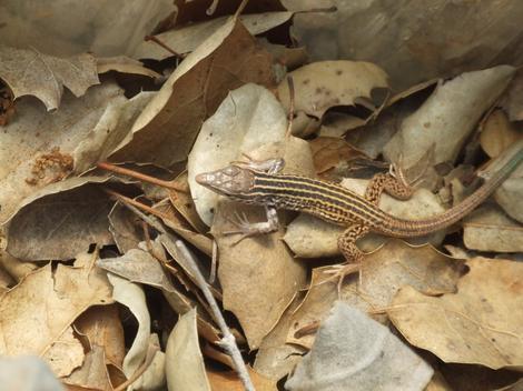 Western Whiptail, Cnemidophorus tigris in leaf litter. - grid24_12