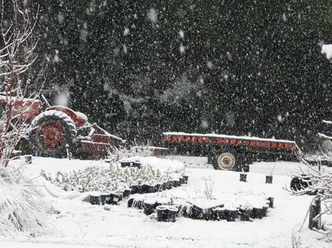 Potting up into the snow. - grid24_12