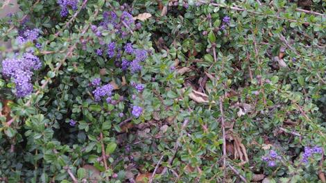 Ceanothus gloriosus porrectus, Mt. Vision Ceanothus in flower. - grid24_12