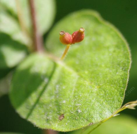 Here is the interior form of Twinberry, Lonicera involucrata - grid24_12