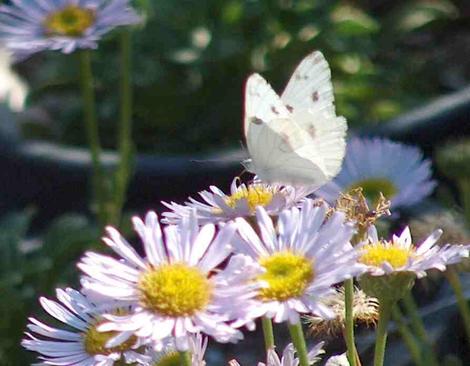 White butterfly on Seaside Daisy - grid24_12