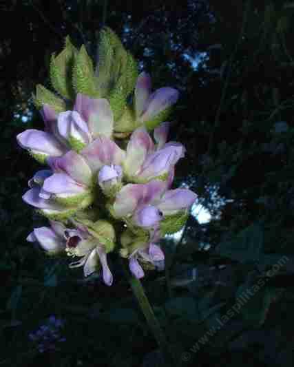 Psoralea macrostachya,  Leather Root flowers - grid24_12