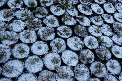 Some Uvas Canyon California fuchsia under a little snow and hail. - grid24_12