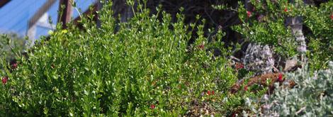Galvezia speciosa, Island Snapdragon on a landscaped slope in Morro Bay. - grid24_12