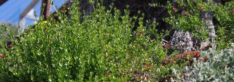 Galvezia speciosa, Island Snapdragon on a landscaped slope in Morro Bay. - grid24_12