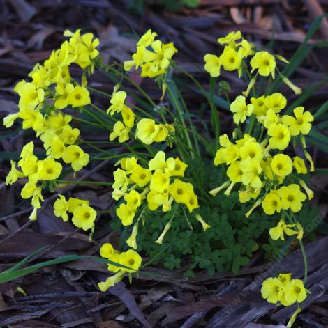 Oxalis pes-caprae (buttercup oxalis, Bermuda buttercup, yellow oxalis) is a nasty weed in coastal areas. - grid24_12