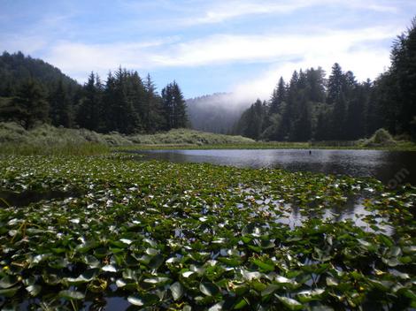 A pond or fresh water marsh in Northern California infected with water hyacinth. - grid24_12