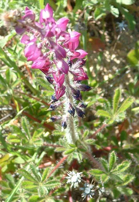  	Lupinus hirsutissimus, Hairy or Stinging Lupine - grid24_12