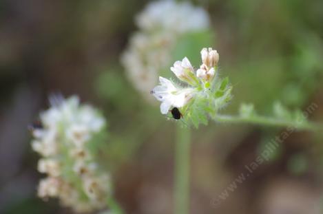 Phacelia distans becomes whitish inland. - grid24_12