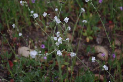  Plagiobothrys nothofulvus (rusty popcornflower) - grid24_12
