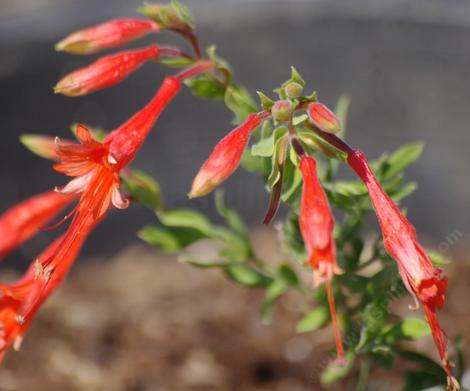 The California Fuchsia was growing out the the desert. - grid24_12