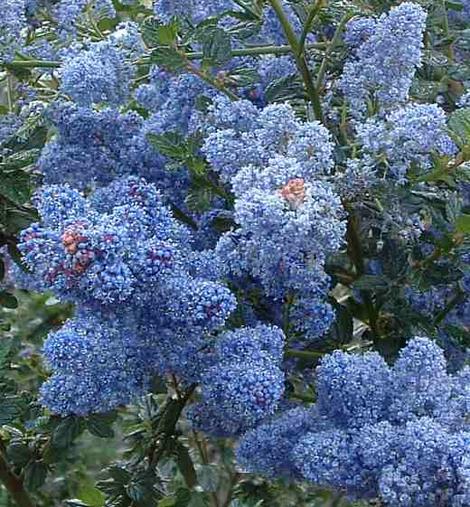 deep blue flowers of the Tassajar Blue - grid24_12