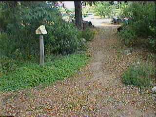 an old picture of our garden path - grid24_12