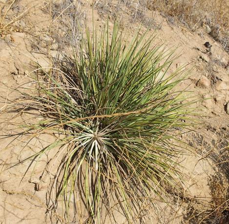 Here is a Yucca whipplei at the top of the Susana grade in north Los Angeles. - grid24_12