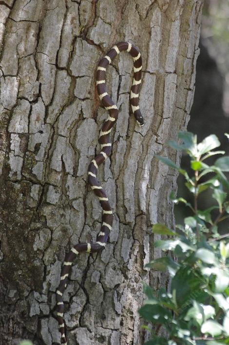 King Snake on tree bark - grid24_12