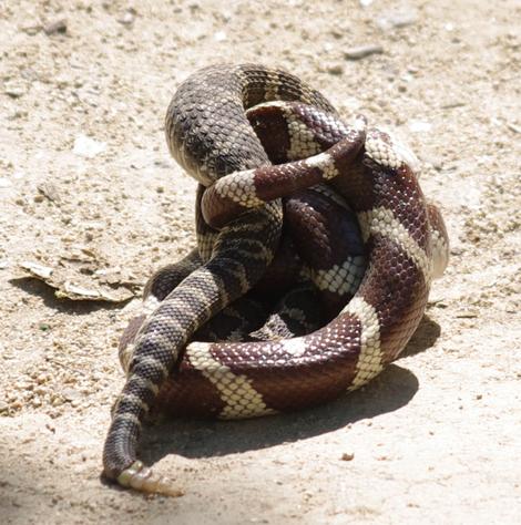 A kingsnake killing a Rattlesnake. - grid24_12